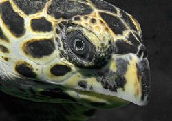 Hawksbill Sea Turtle. Nikon D70 with 60mm lens. by Jim Chambers 